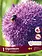 Florissa Allium Giganteum