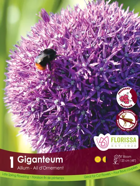Florissa Allium Giganteum