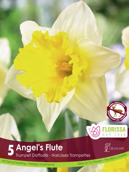 Florissa Narcissus Angels Flute