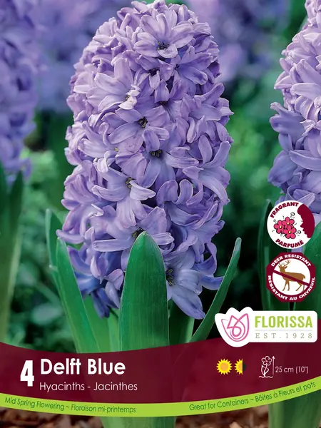 Florissa Hyacinth Delft Blue