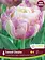 Florissa Tulip Sweet Desire