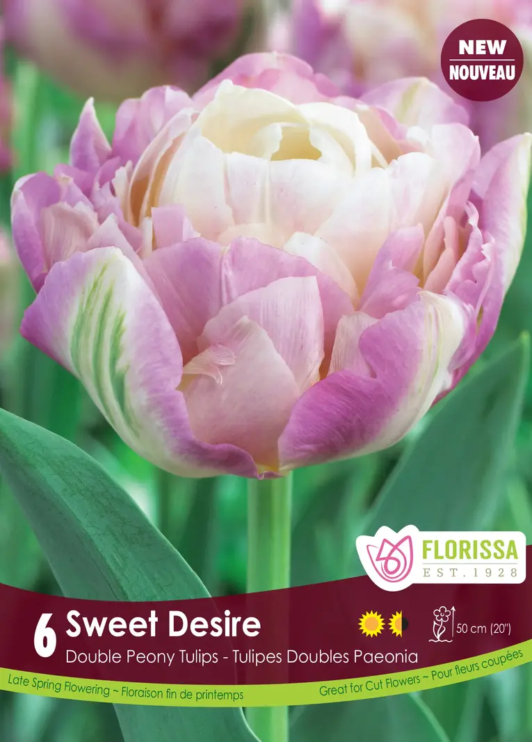 Florissa Tulip Sweet Desire