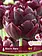 Florissa Tulip Black Hero