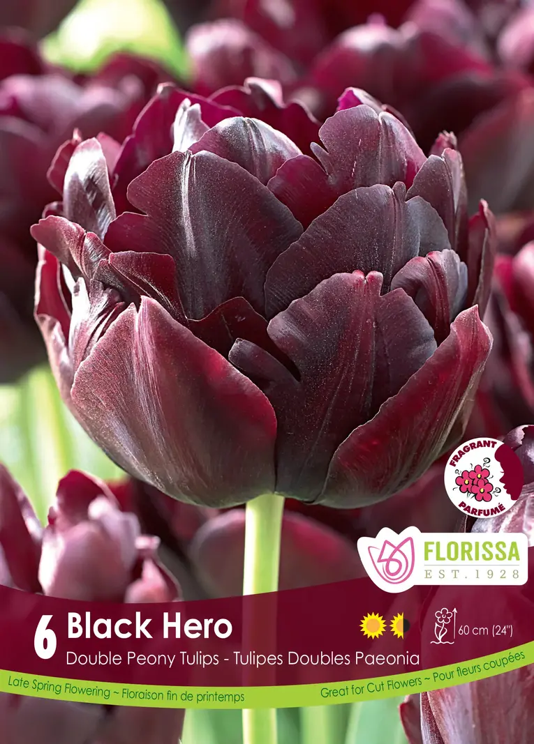 Florissa Tulip Black Hero