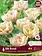 Florissa Tulip Silk Road