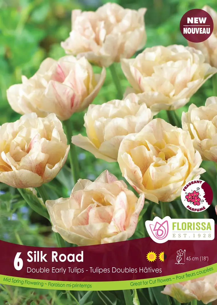 Florissa Tulip Silk Road