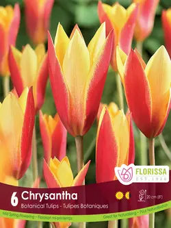 Florissa Tulip Chrysantha Tops