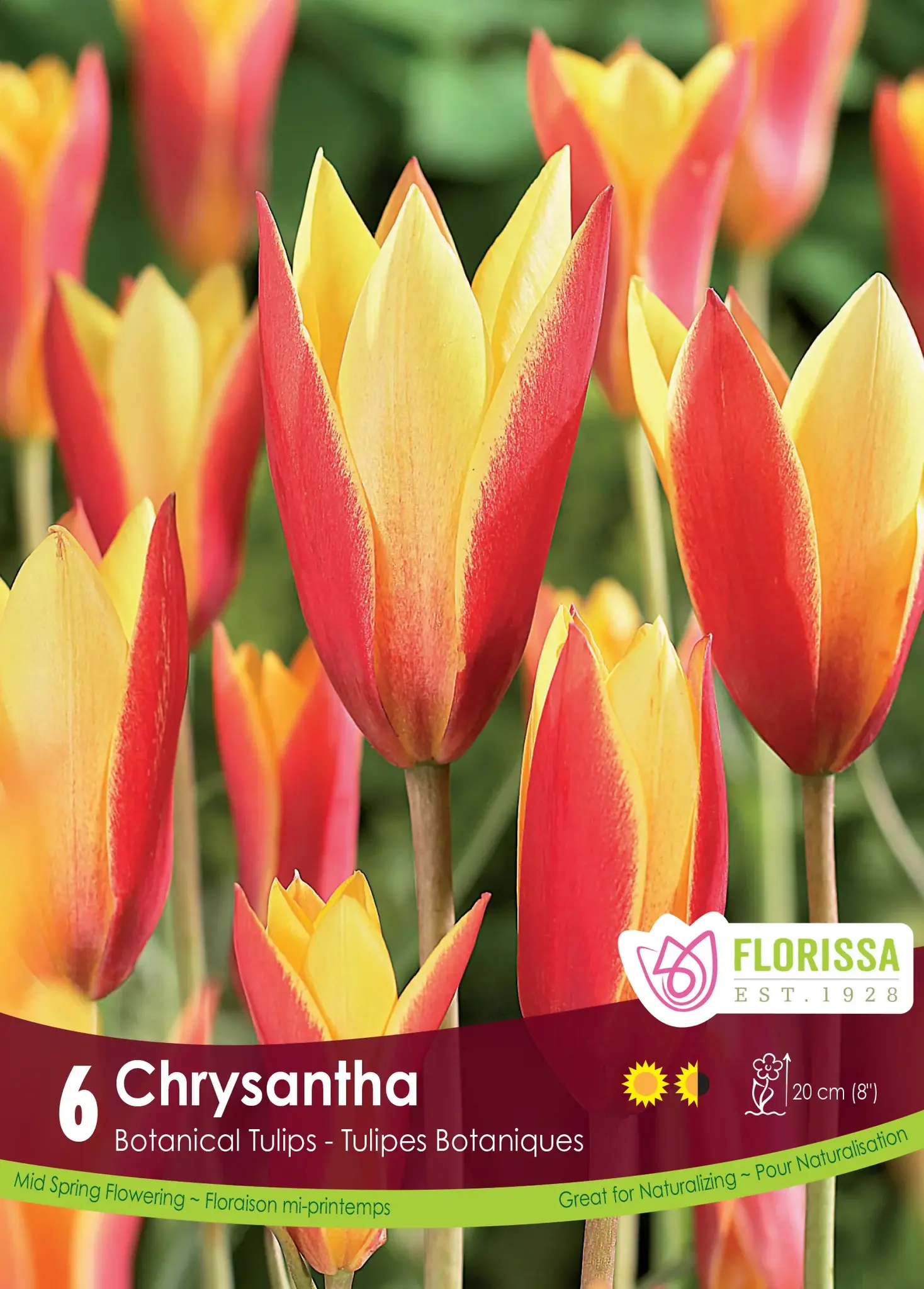 Florissa Tulip Chrysantha Tops
