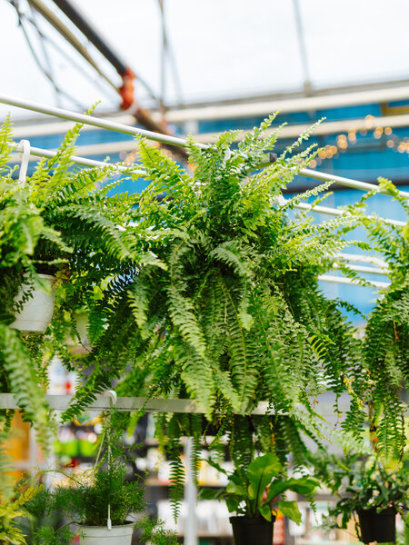 Dutch Growers Boston Fern Hanging Basket