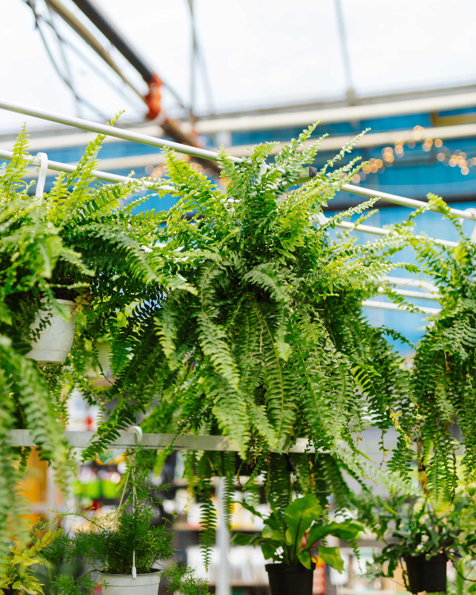 Dutch Growers Boston Fern Hanging Basket