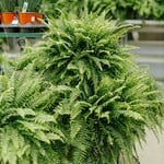 30% OFF 10 & 12" Boston Ferns