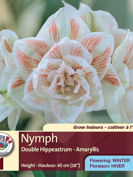 Amaryllis Double White Nymph