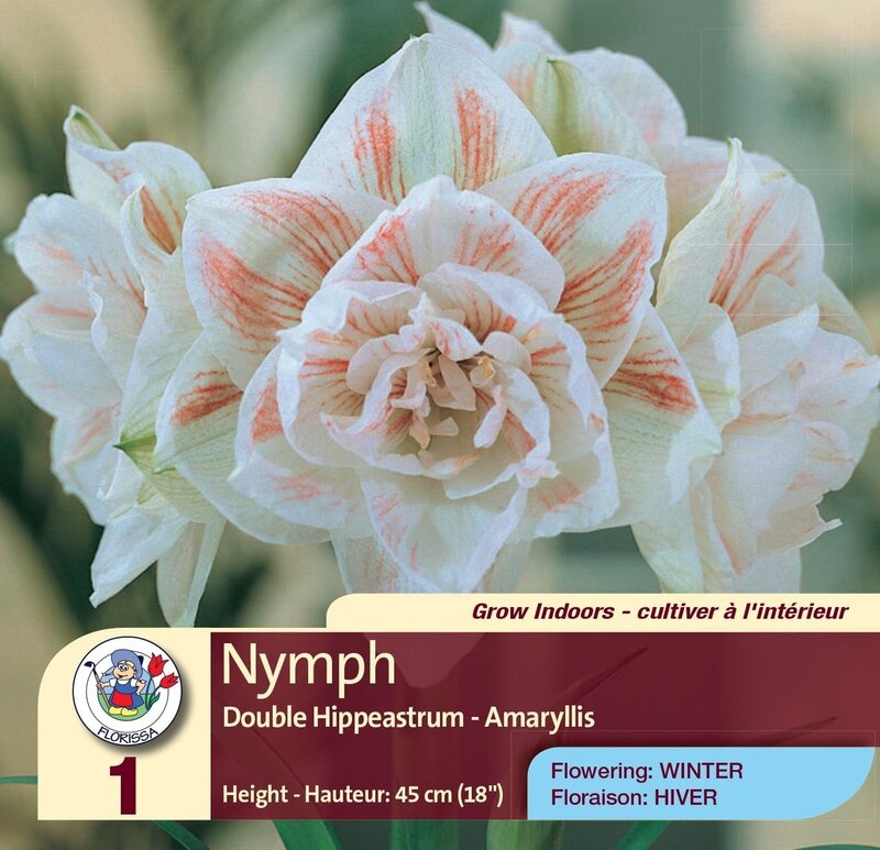 Amaryllis Double White Nymph