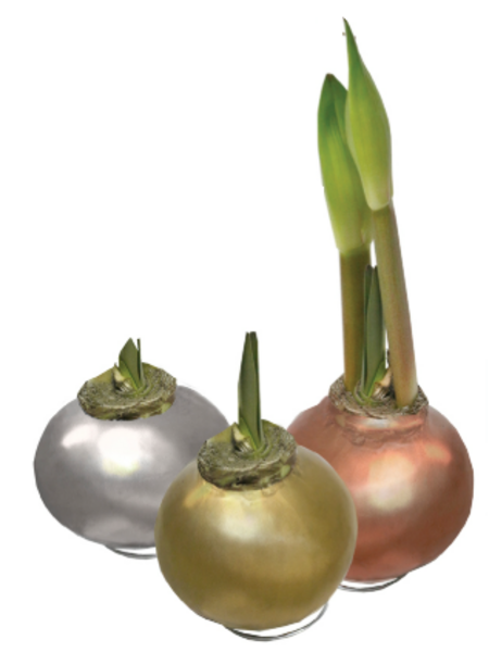 Amaryllis Red Bloom Waxed