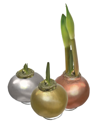 Amaryllis Red Bloom Waxed