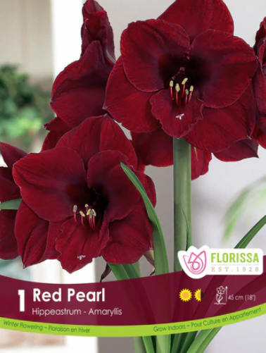 Amaryllis Red Pearl