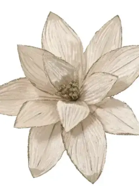 Champagne Poinsettia on Clip 30cm