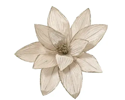 Champagne Poinsettia on Clip 30cm