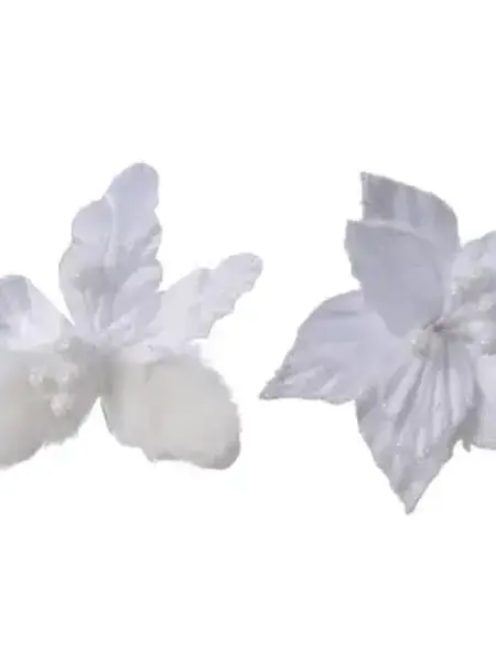 White Poinsettia on Clip 12cm