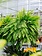 Dutch Growers Boston Fern Hanging Basket
