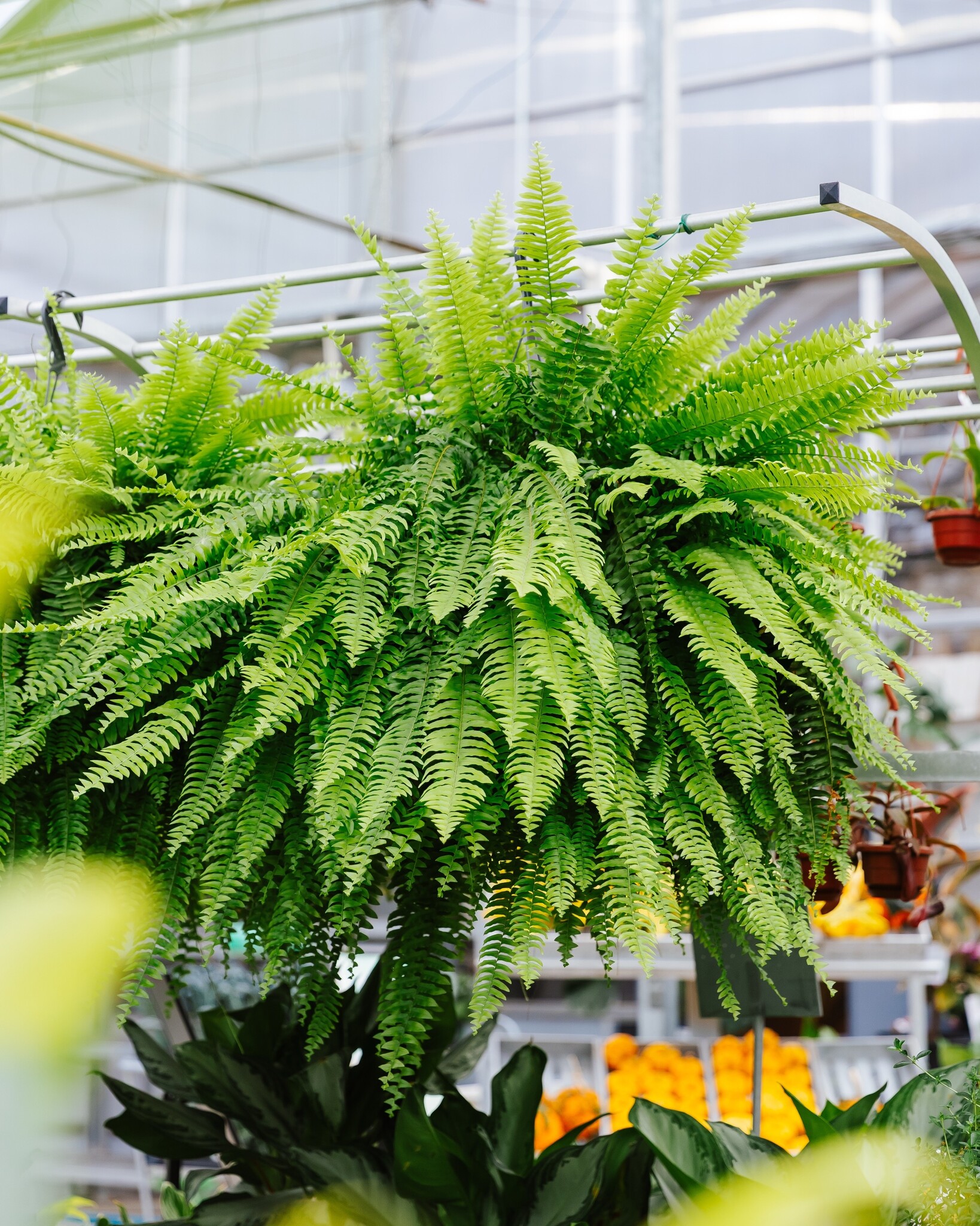 Dutch Growers Boston Fern Hanging Basket