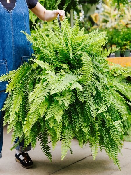 Dutch Growers Boston Fern Hanging Basket