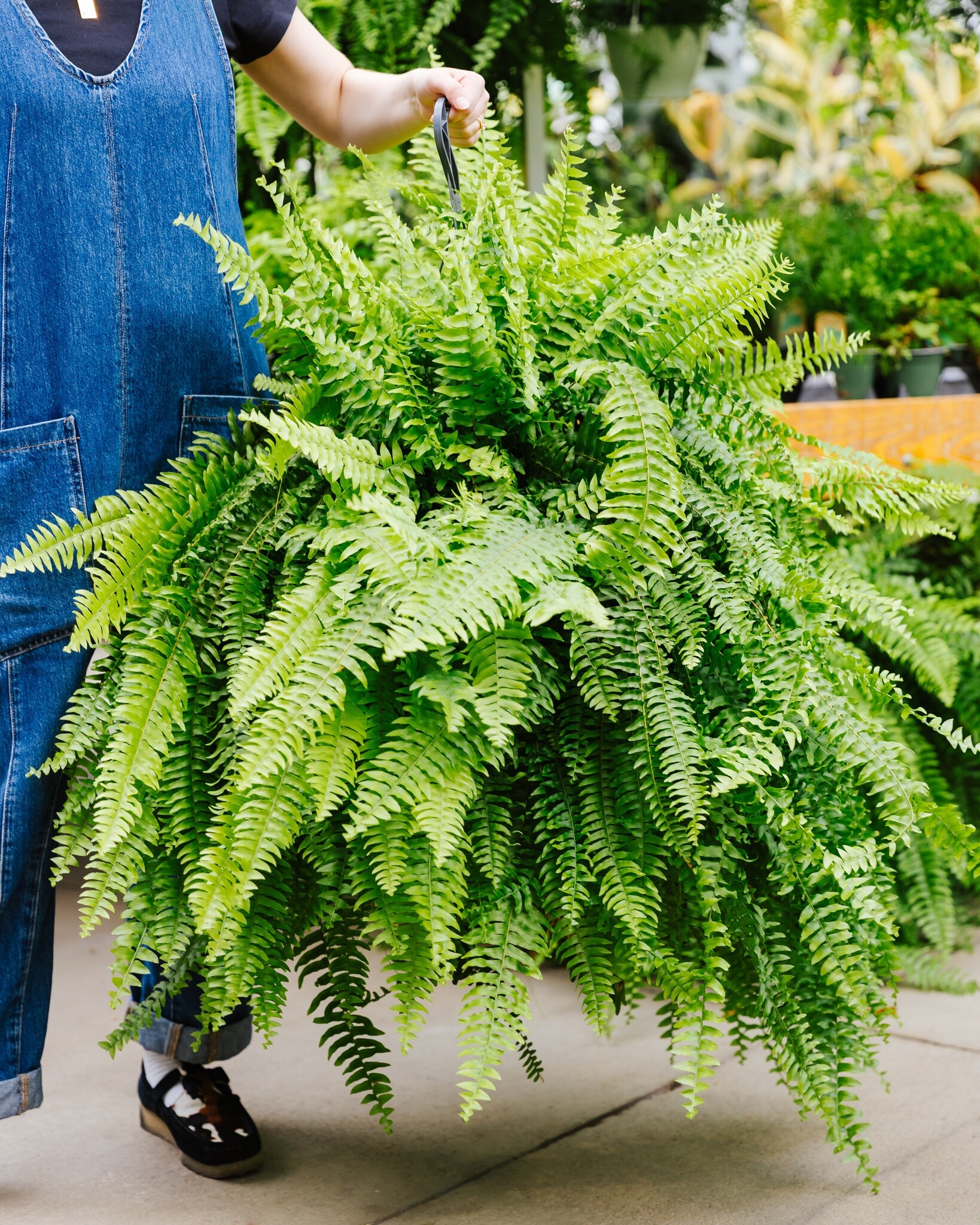 Dutch Growers Boston Fern Hanging Basket