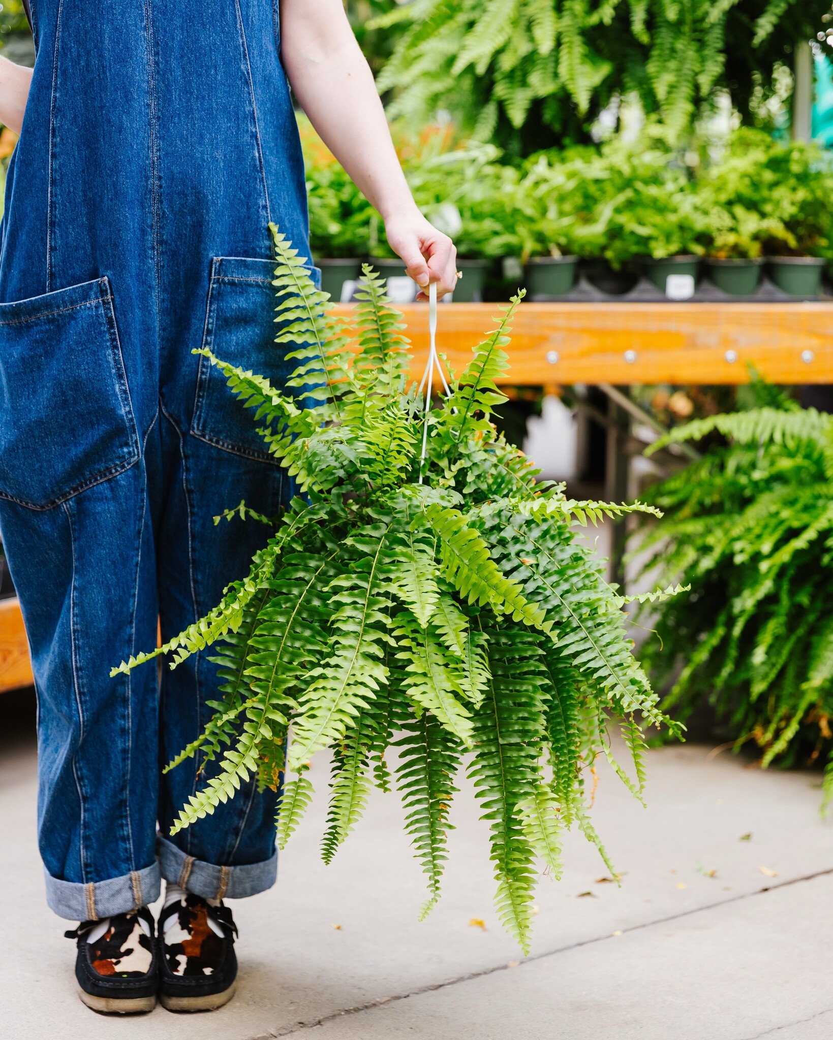Dutch Growers Boston Fern Hanging Basket