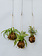Mossed & Found: A Kokedama Experience - February 21st @ 2pm  Make & Take Class-