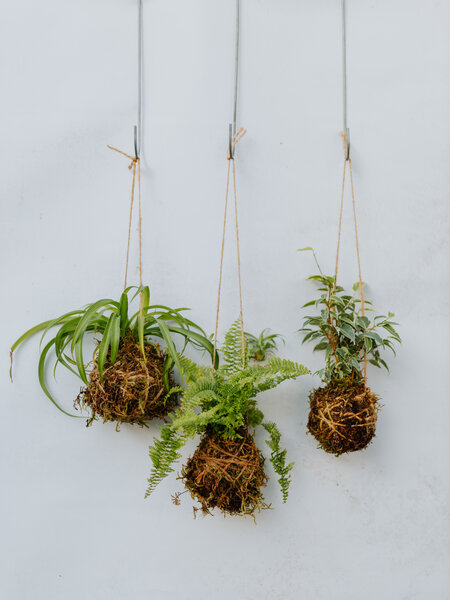 Mossed & Found: A Kokedama Experience - February 21st @ 2pm  Make & Take Class-