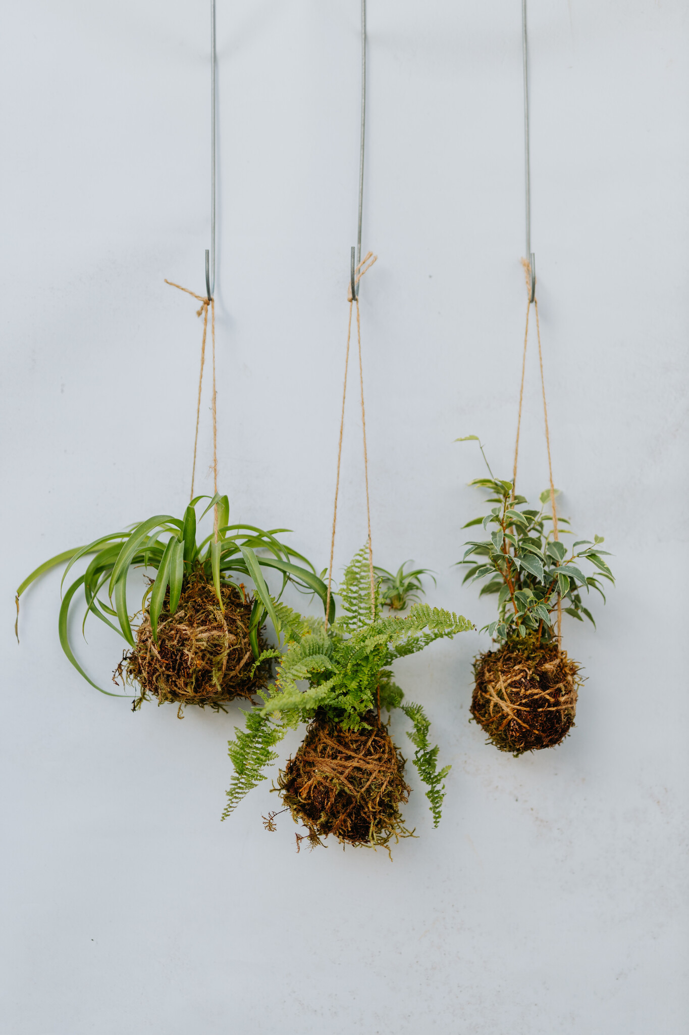 Mossed & Found: A Kokedama Experience - February 21st @ 2pm  Make & Take Class-