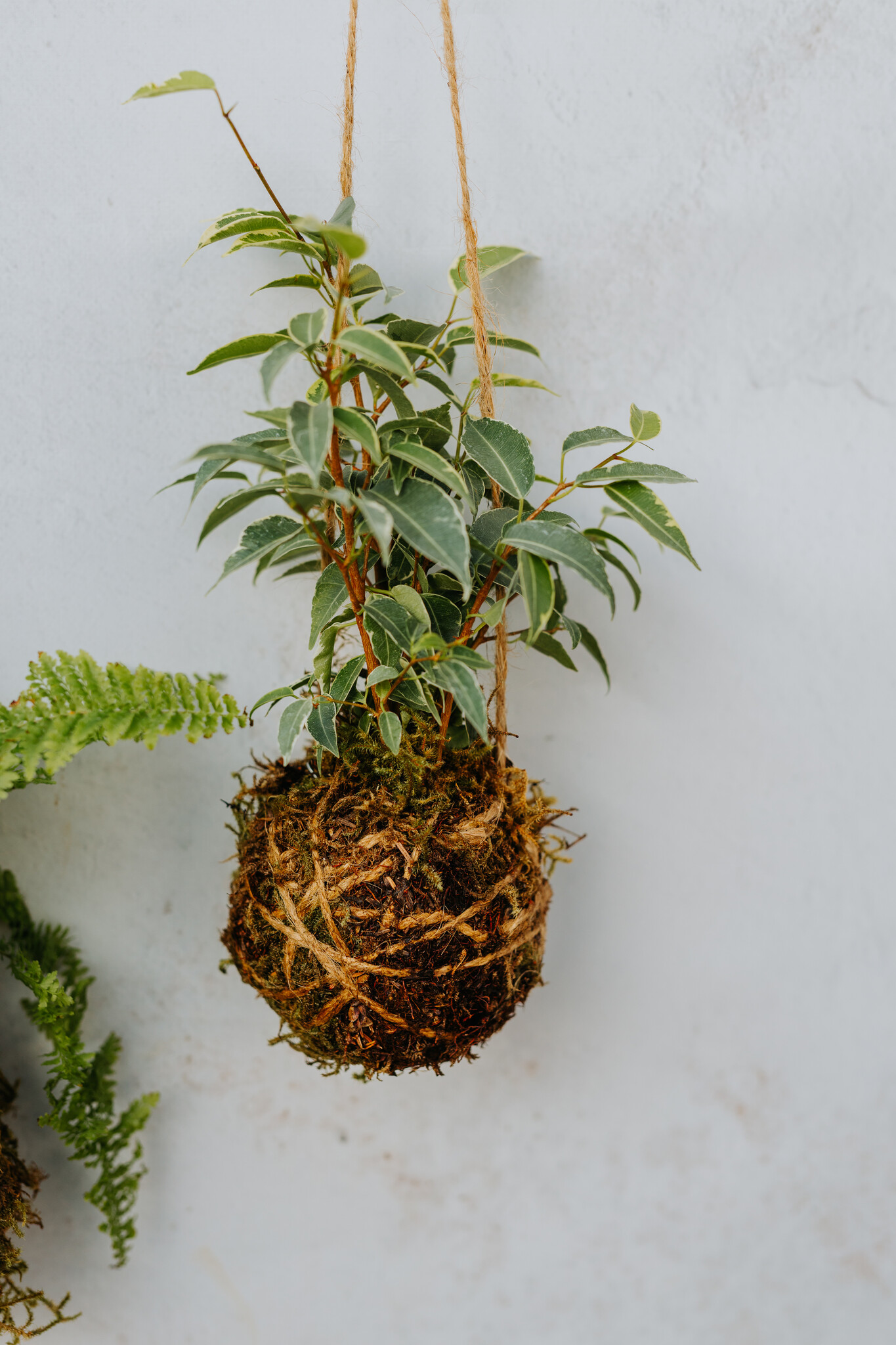 Mossed & Found: A Kokedama Experience - February 21st @ 2pm  Make & Take Class-