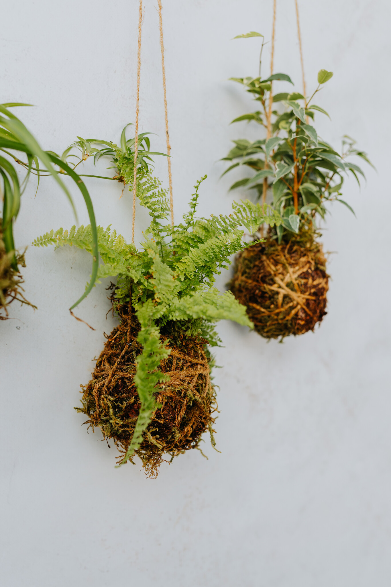Mossed & Found: A Kokedama Experience - February 21st @ 2pm  Make & Take Class-