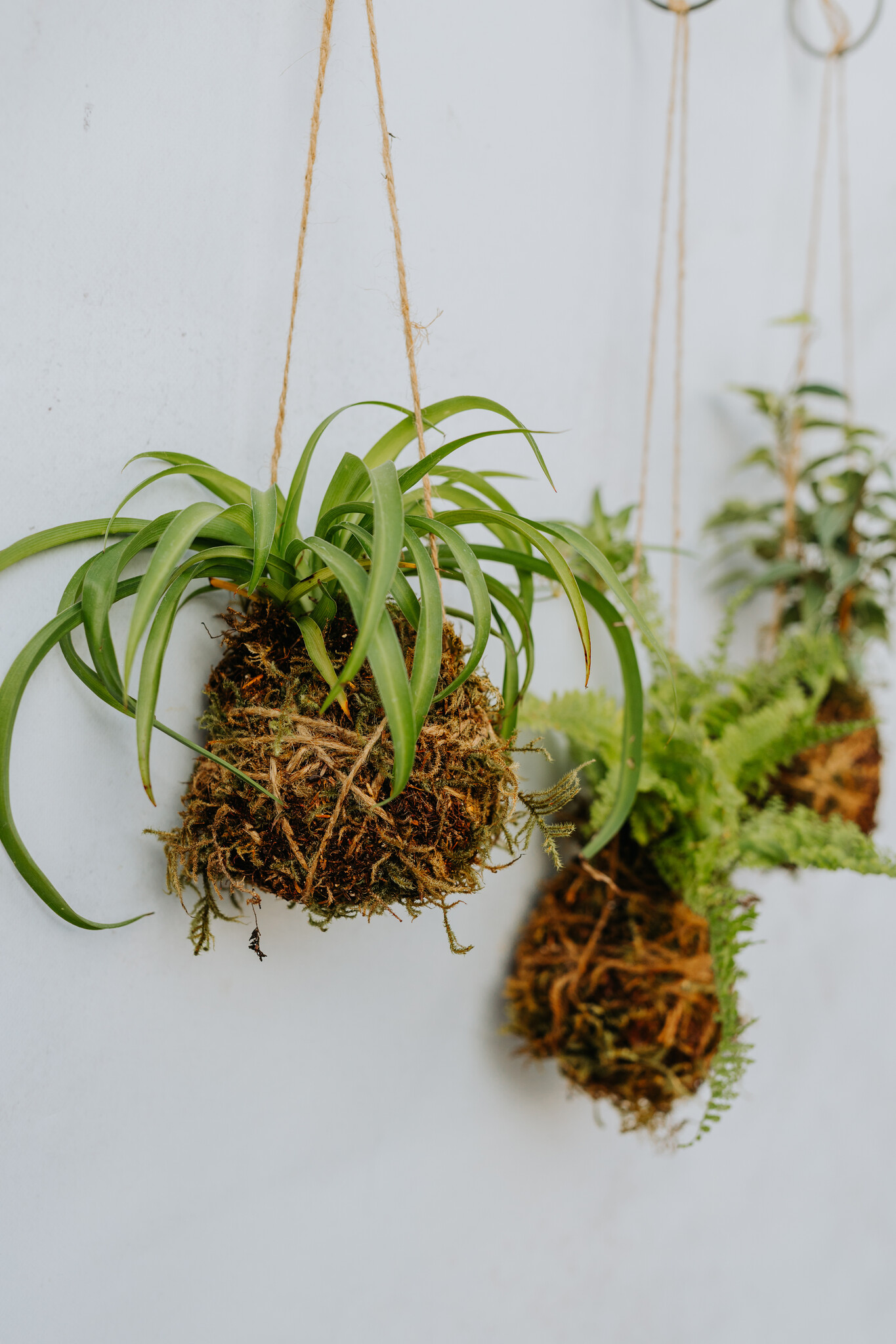 Mossed & Found: A Kokedama Experience - February 21st @ 2pm  Make & Take Class-