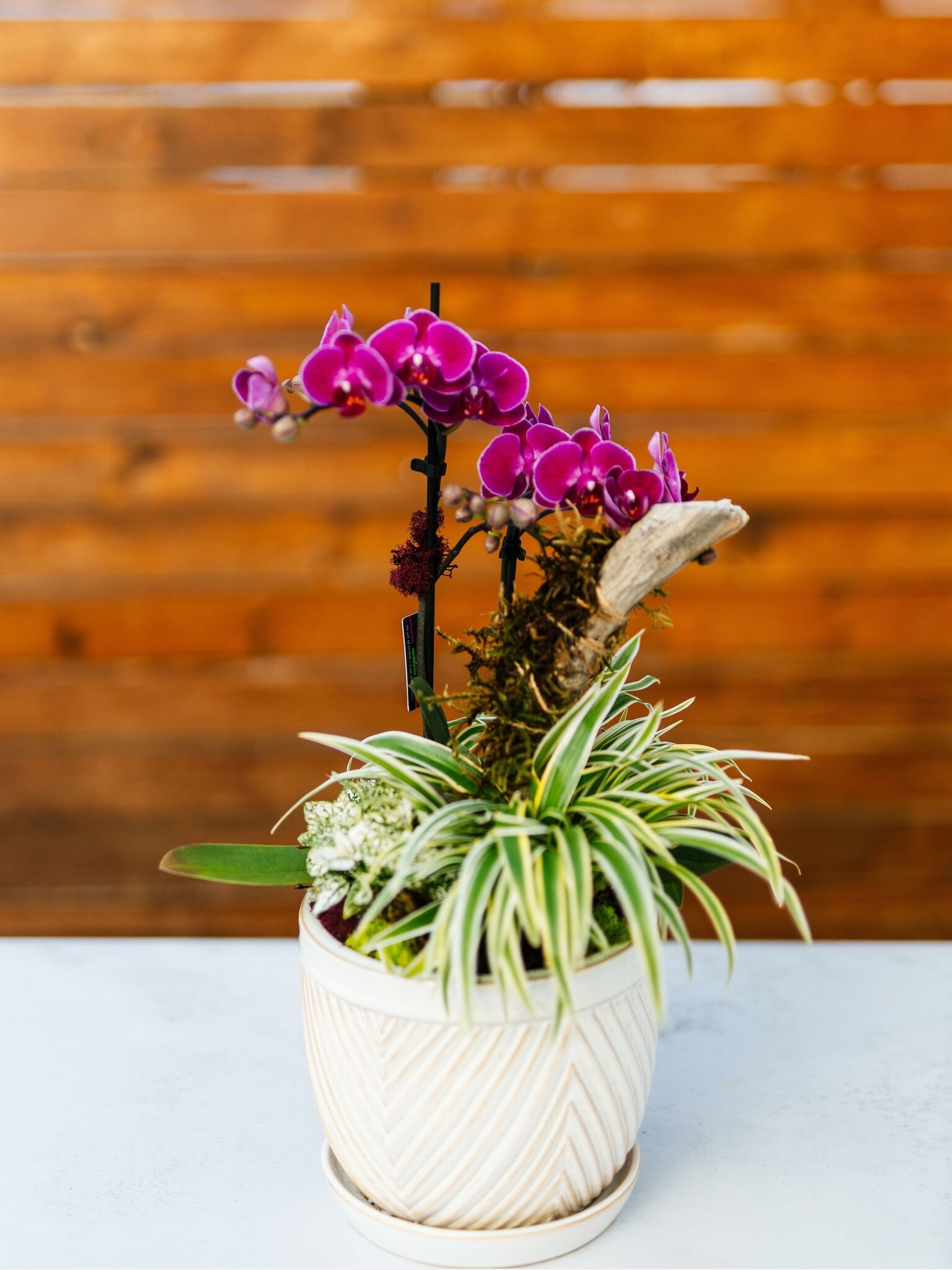 Dutch Growers Valentine's Day Orchid Arrangement PRE-ORDER