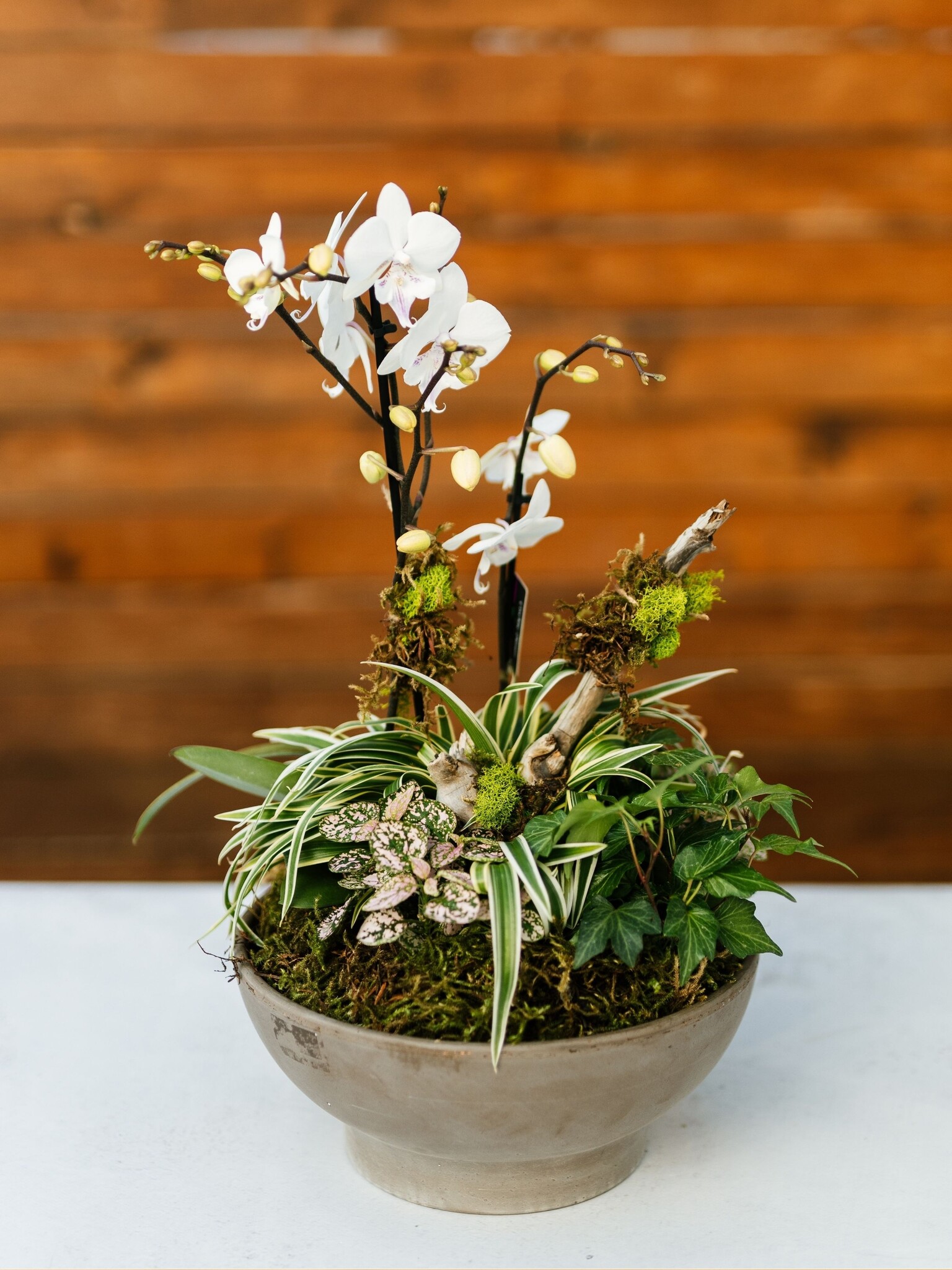 Dutch Growers Valentine's Day Orchid Arrangement PRE-ORDER