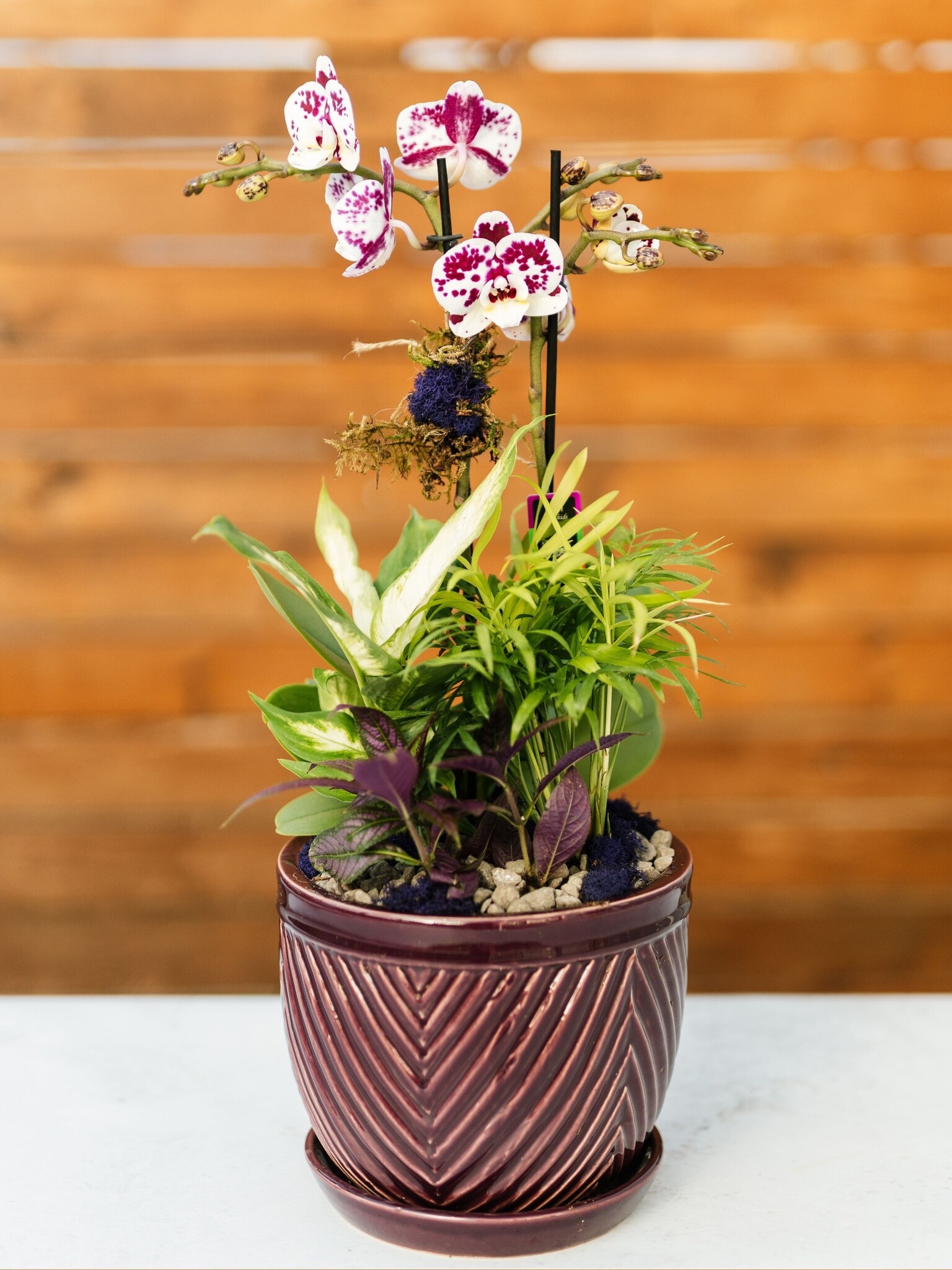 Dutch Growers Valentine's Day Orchid Arrangement PRE-ORDER