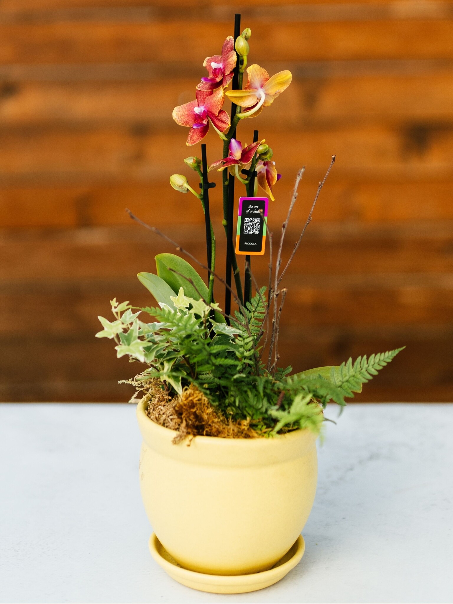 Dutch Growers Valentine's Day Orchid Arrangement PRE-ORDER