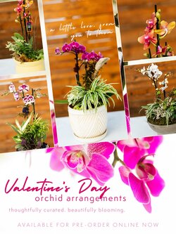 Dutch Growers Valentine's Day Orchid Arrangement PRE-ORDER