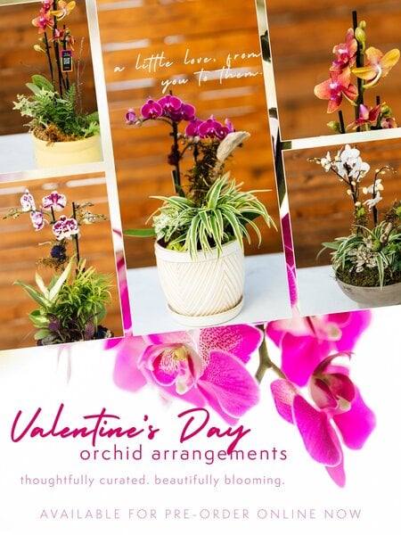 Dutch Growers Valentine's Day Orchid Arrangement PRE-ORDER