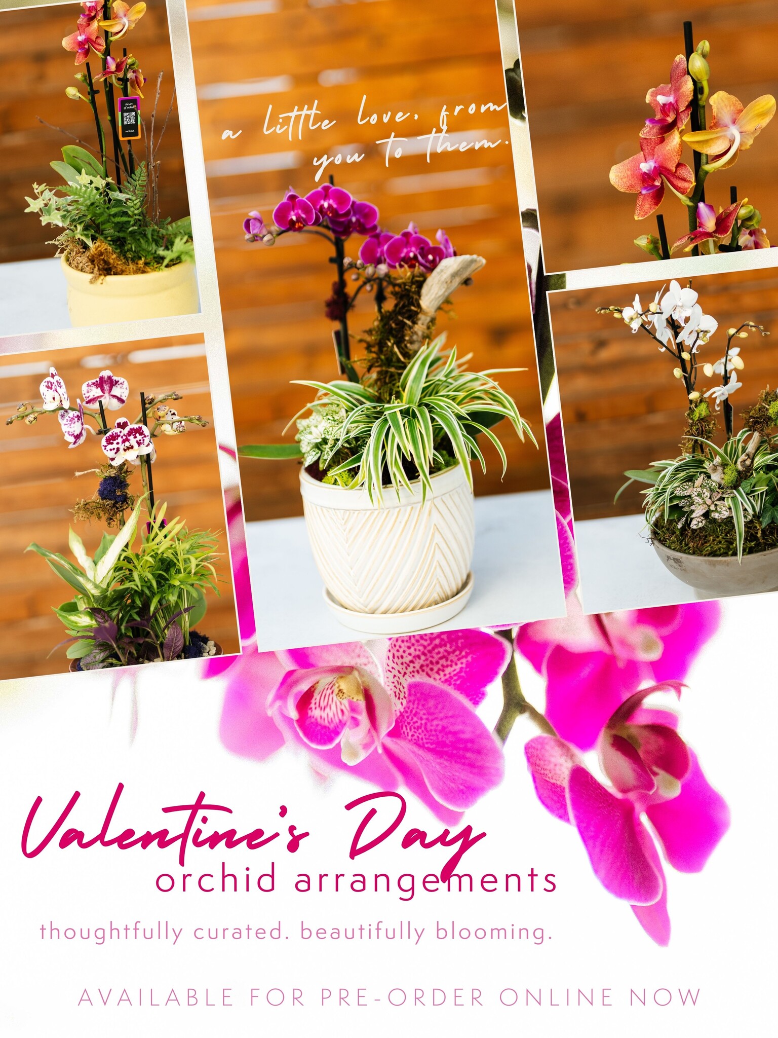 Dutch Growers Valentine's Day Orchid Arrangement PRE-ORDER