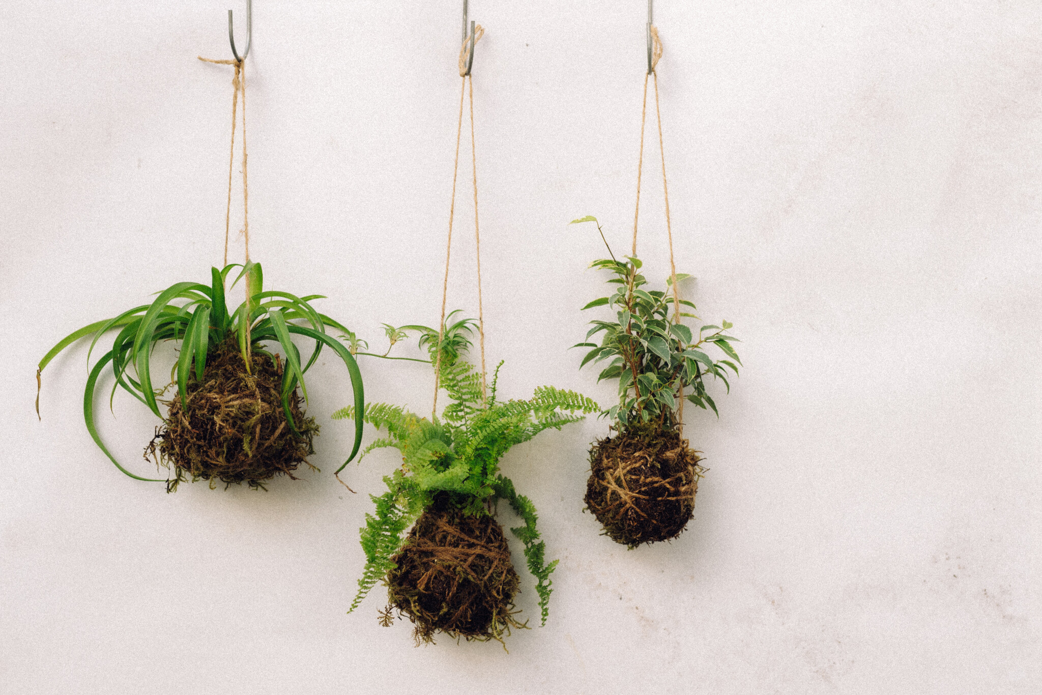 Mossed & Found: A Kokedama Experience - February 21st @ 2pm  Make & Take Class-