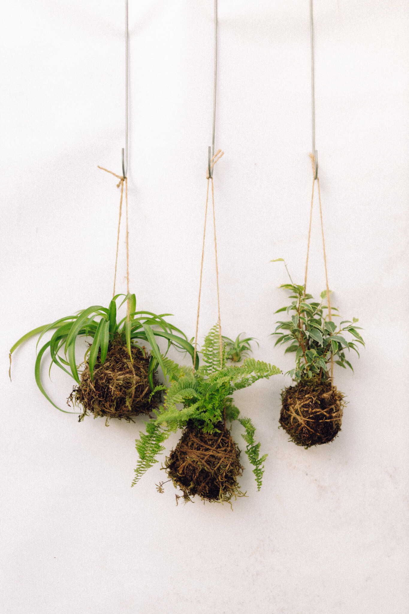 Mossed & Found: A Kokedama Experience - February 21st @ 2pm  Make & Take Class-