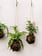 Mossed & Found: A Kokedama Experience - March 7th @ 2pm  Make & Take Class-
