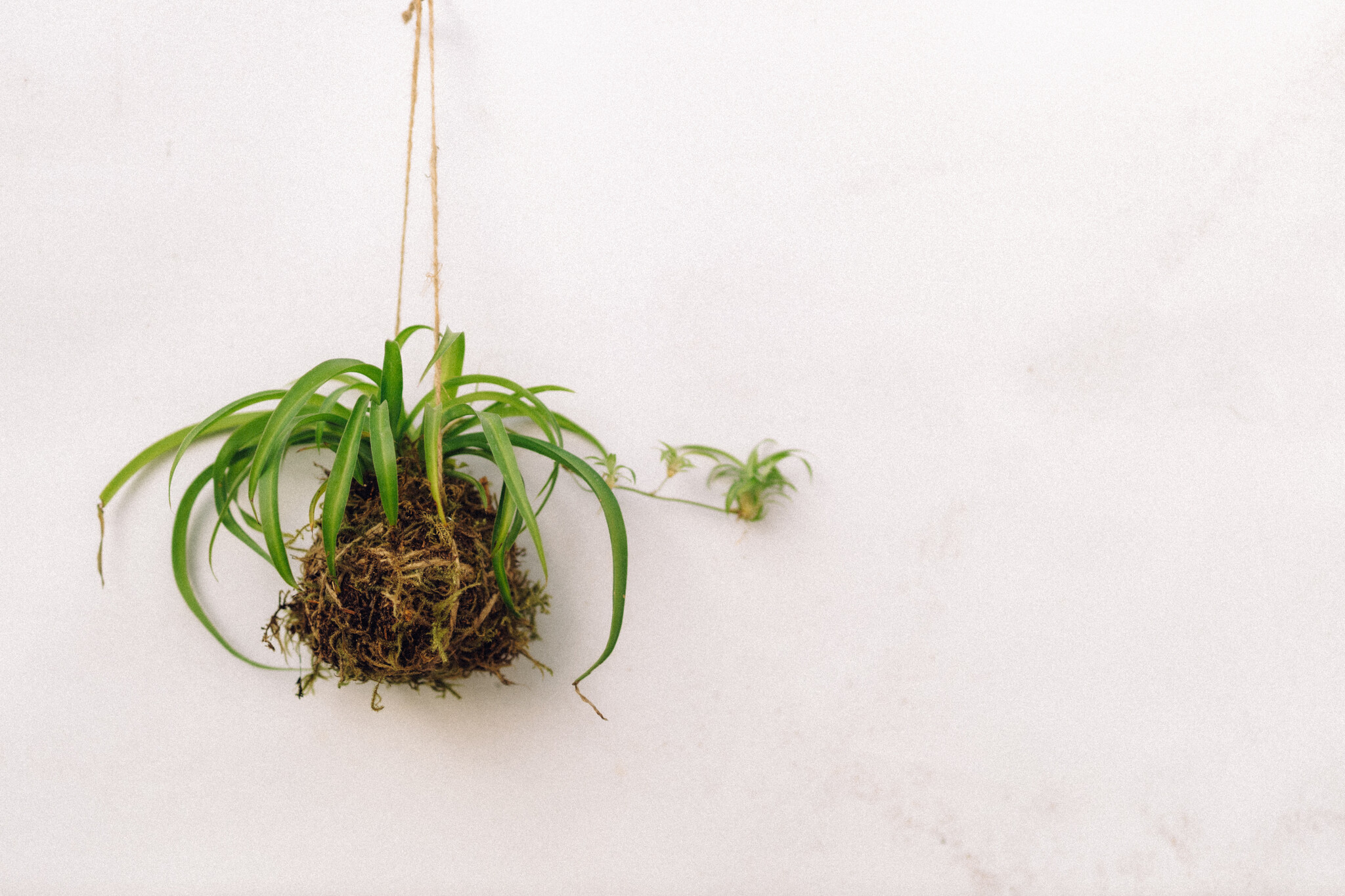 Mossed & Found: A Kokedama Experience - March 7th @ 2pm  Make & Take Class-