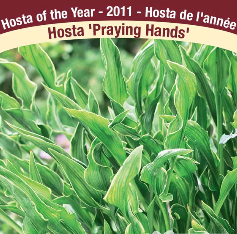 Hosta Praying Hands 5.5"