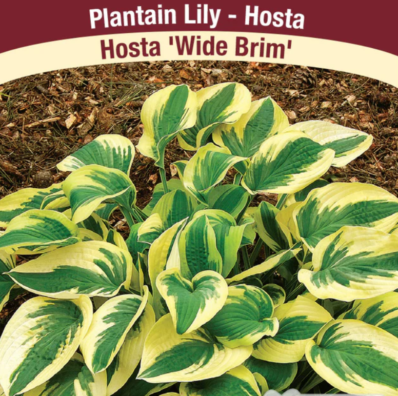 Hosta Wide Brim