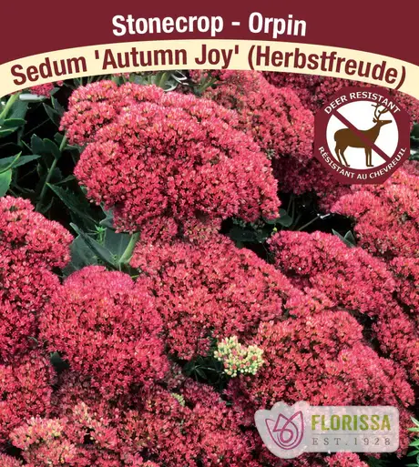 Sedum Tall Autumn Joy 2gal
