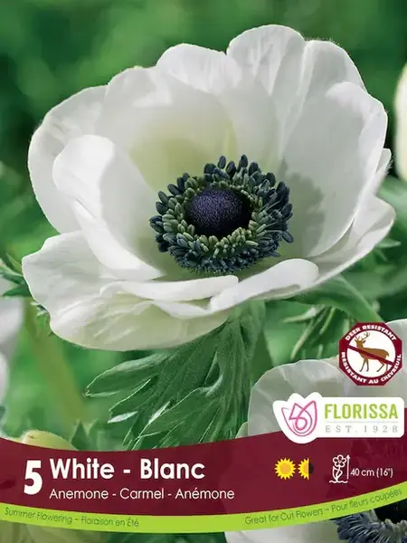 Florissa Anemone Carmel White