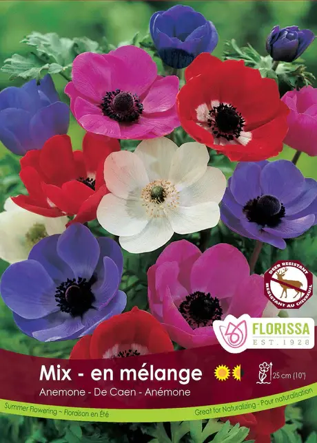 Florissa Anemone De Caen Bordeaux